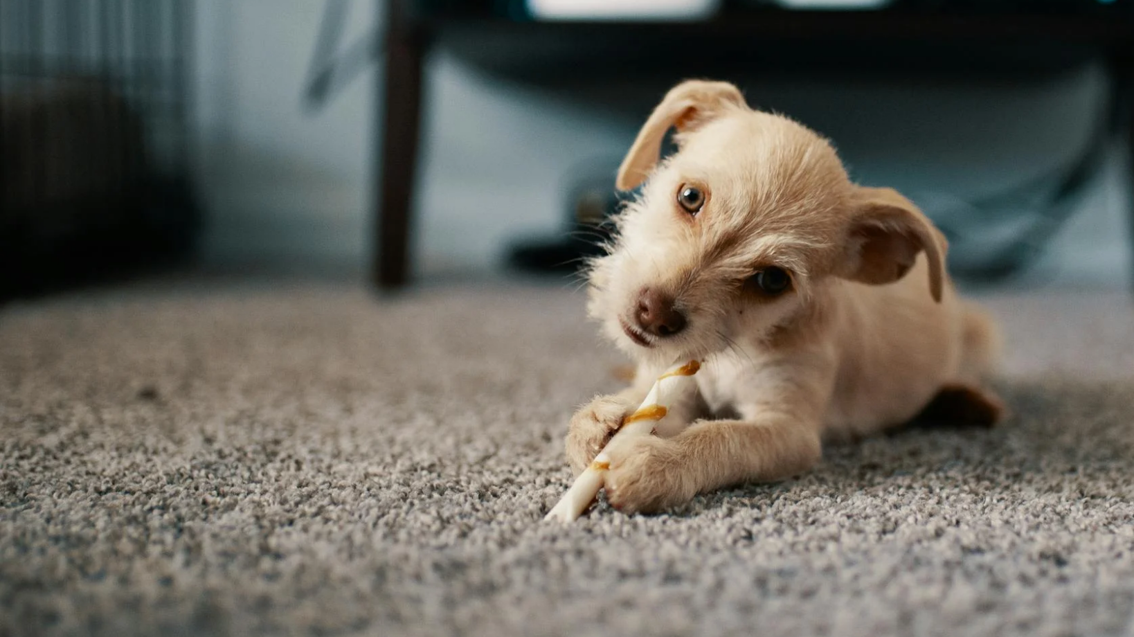 puppy lying on top of carpet